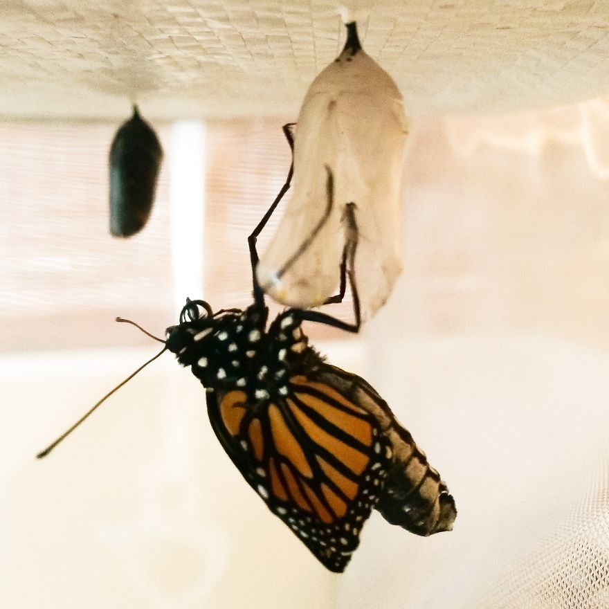 I Captured The Lifecycle Of A Monarch