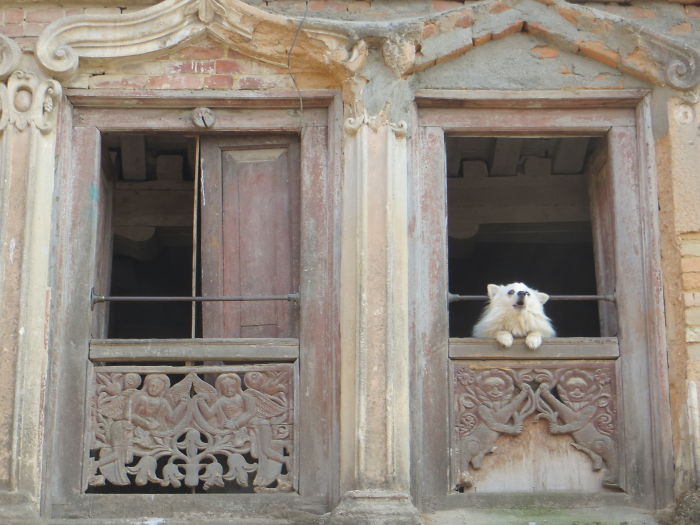 Dog In Kathmandu Couldn't Let Us Pass Without Alerting Us To His Presence