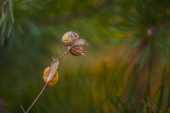 Fairy-tale World Of Snails Eyes Photograph Amateur Paweł Plucinski