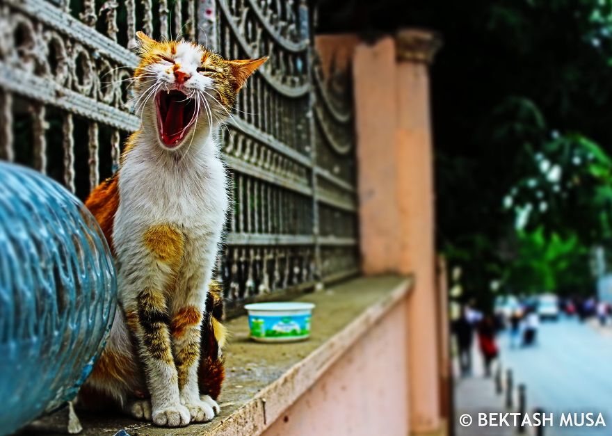 Cats Of Istanbul