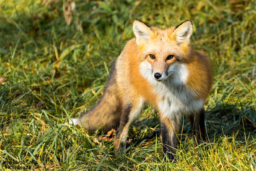 Red Fox