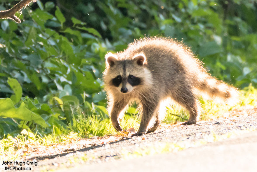 Baby Raccoon
