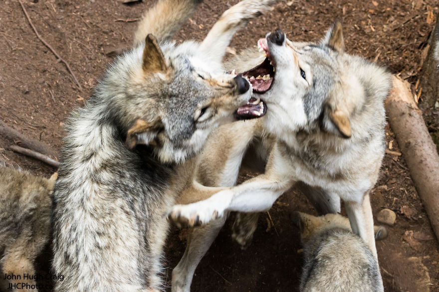 I Found These Wolves Fighting Over Dinner