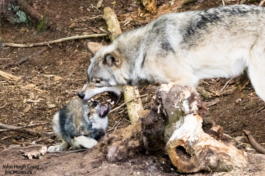 Mother Wolf Says No