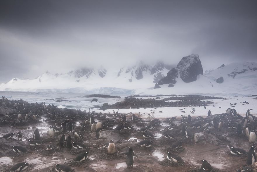 How Antarctic Penguins Adapt To Climate Change: Unhappy Feet