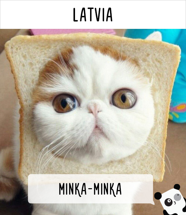 How People Call Cats In Latvia