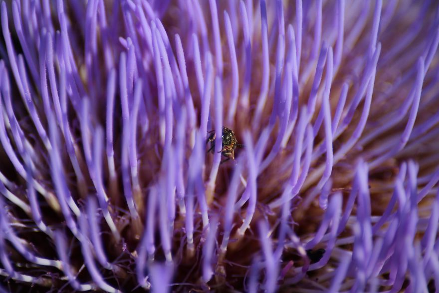 Little Garden Of Eden