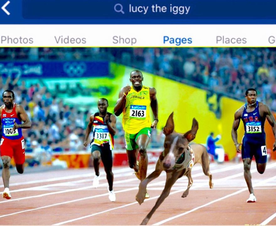 *lucy The Iggy* - The World's Greatest Multi-sports Athlete (rio 2016 Olympics Breaking News)