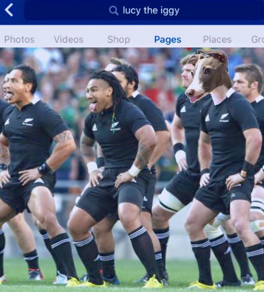 *lucy The Iggy* - The World's Greatest Multi-sports Athlete (rio 2016 Olympics Breaking News)