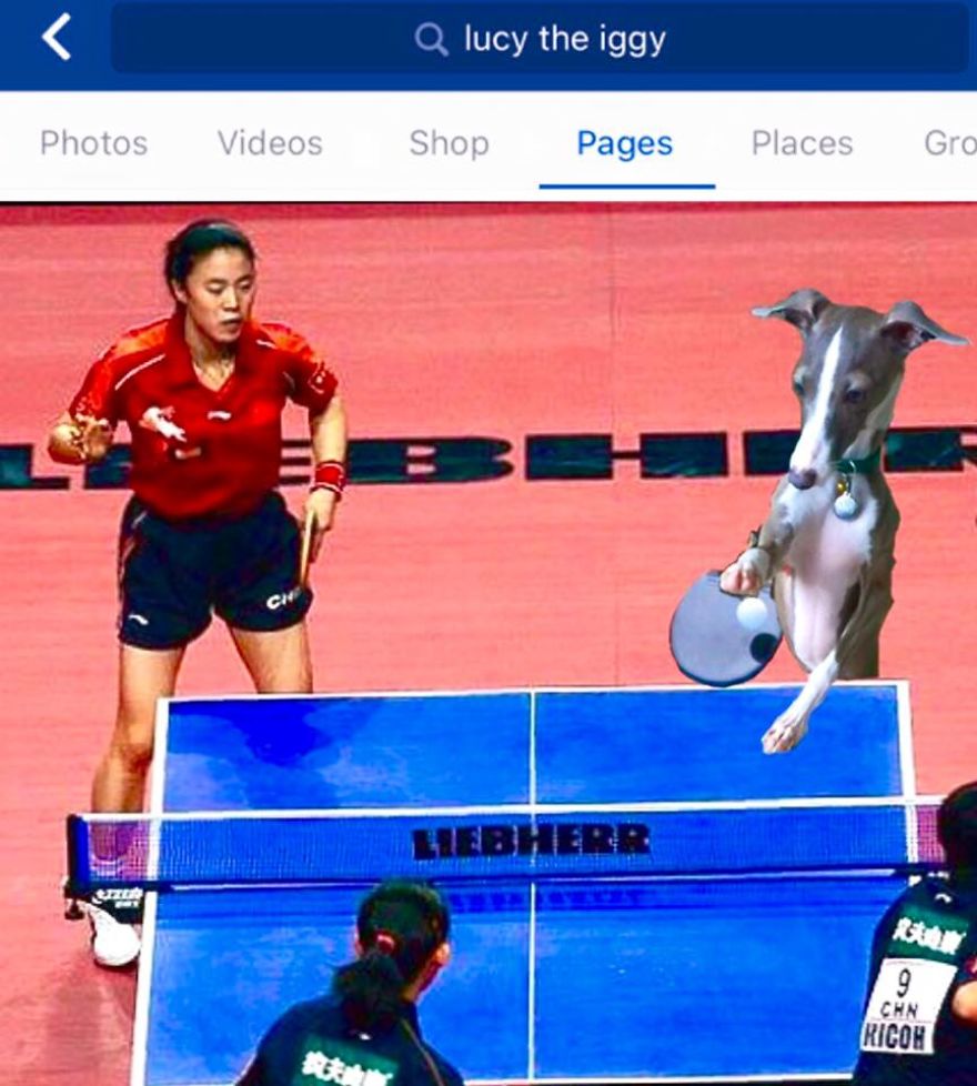 *lucy The Iggy* - The World's Greatest Multi-sports Athlete (rio 2016 Olympics Breaking News)