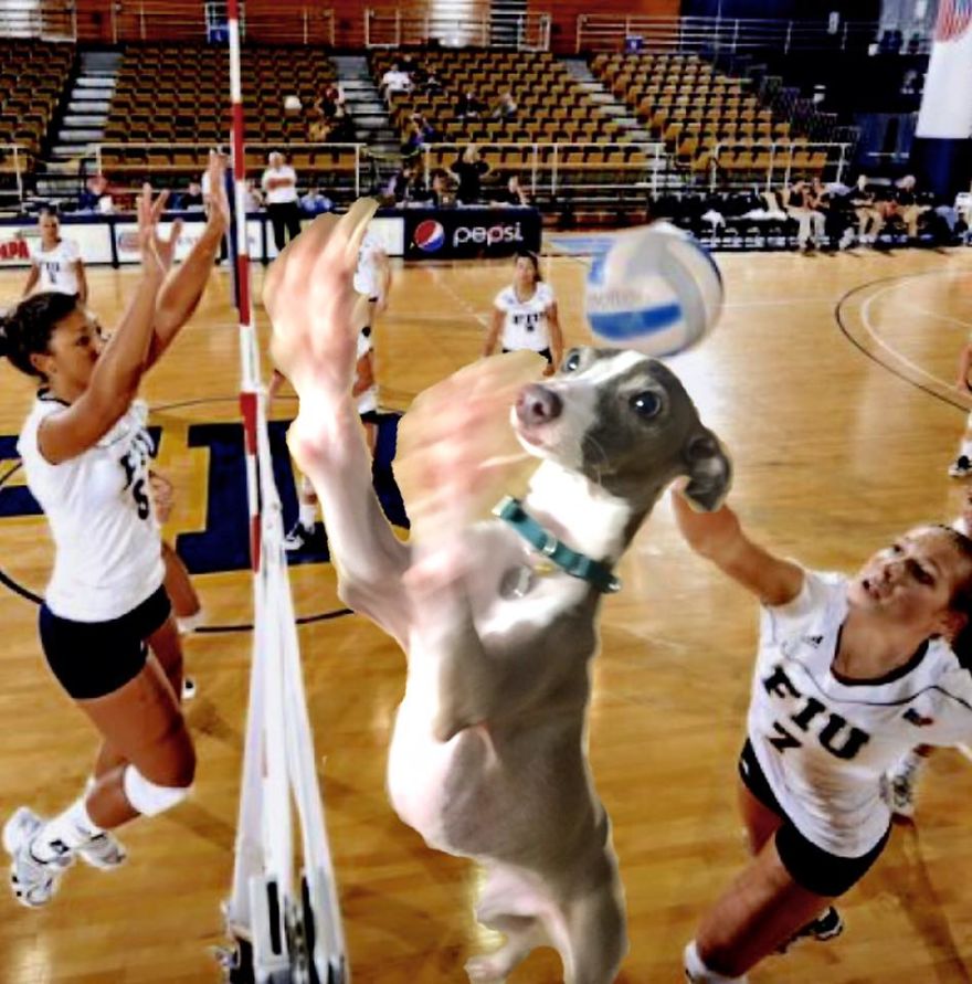 *lucy The Iggy* - The World's Greatest Multi-sports Athlete (rio 2016 Olympics Breaking News)