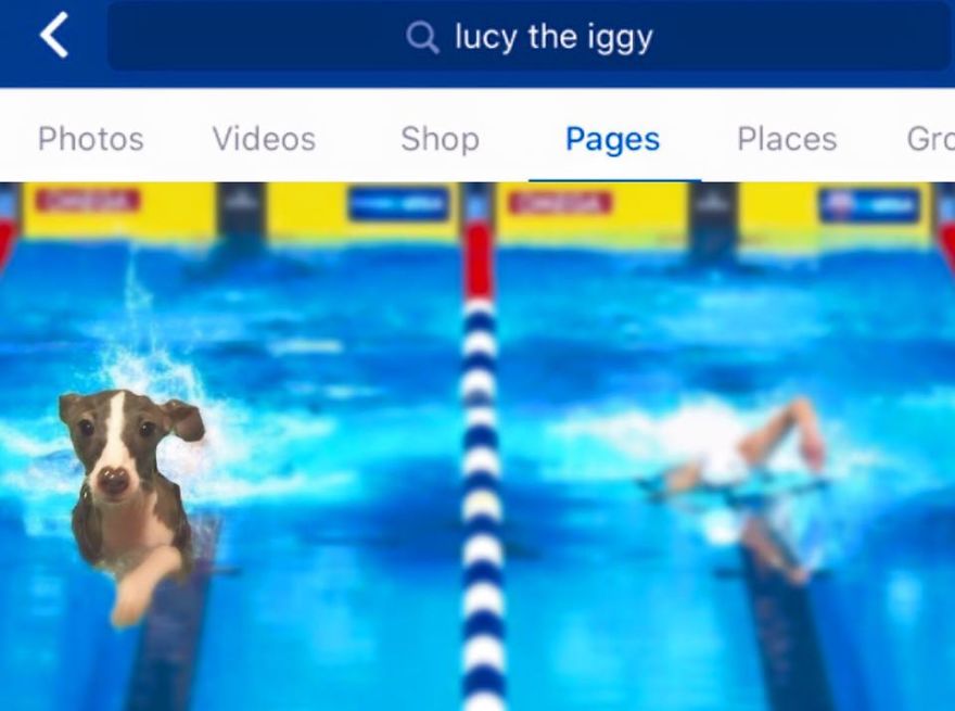 *lucy The Iggy* - The World's Greatest Multi-sports Athlete (rio 2016 Olympics Breaking News)
