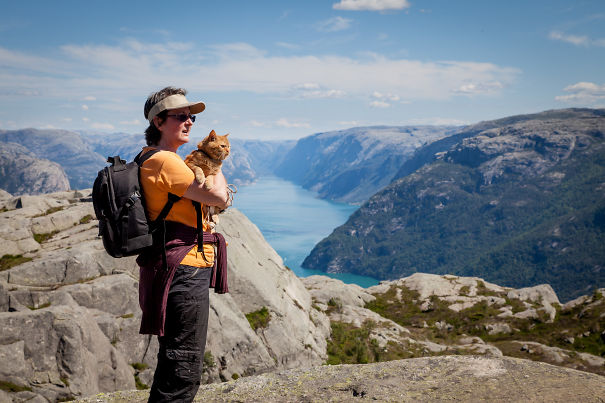 Tesla The Viking-cat On The "pulpitstone" (the Top Of Lysefjorden), Norway