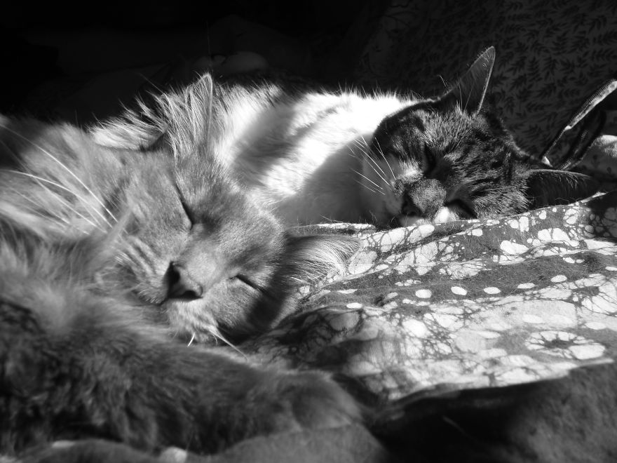 I Found My Cats Sleeping Together And I Couldn't Resist Taking Some Pictures