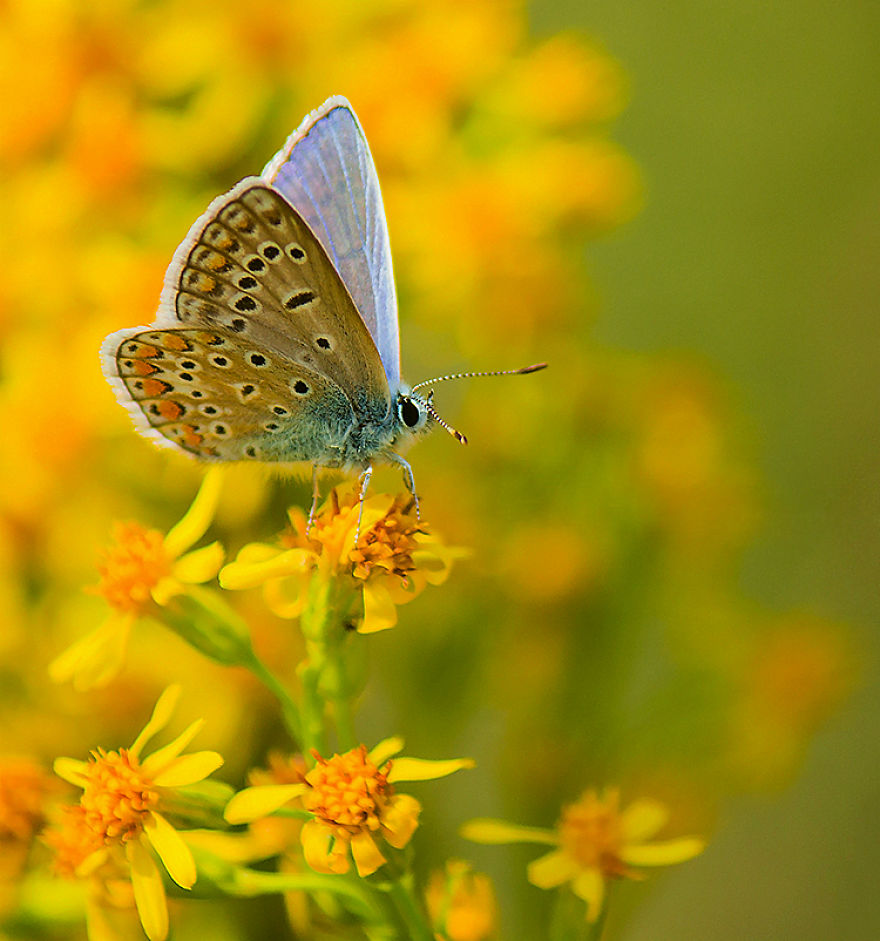 I Photograph Butterflies Of Poland