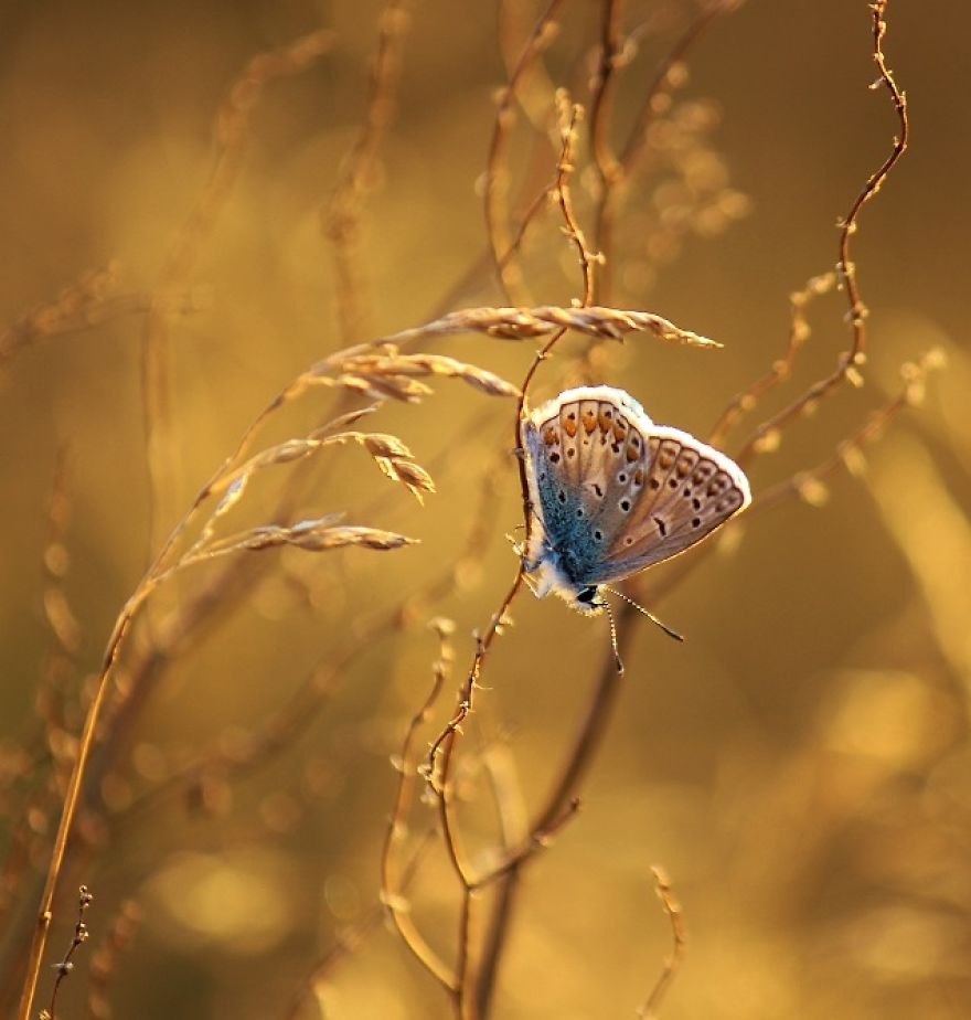 I Photograph Butterflies Of Poland