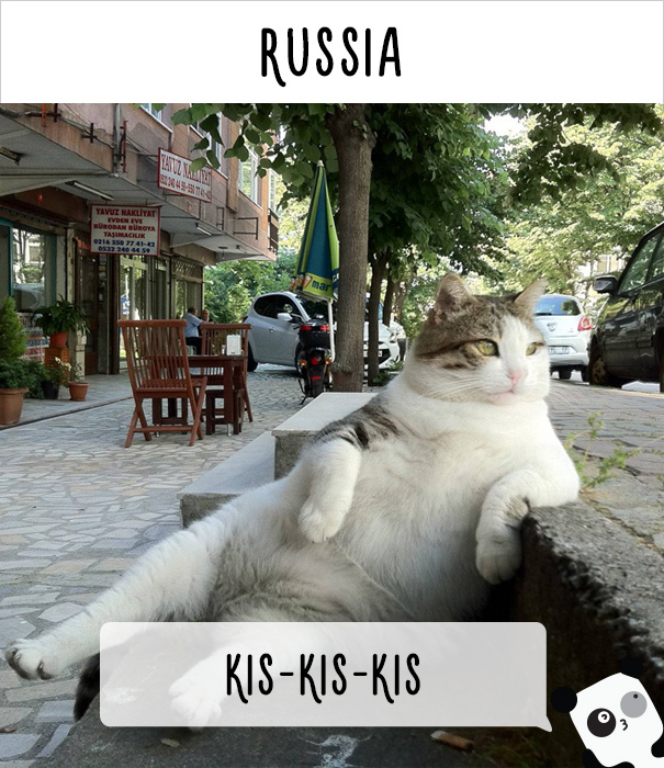 How People Call Cats In Russia