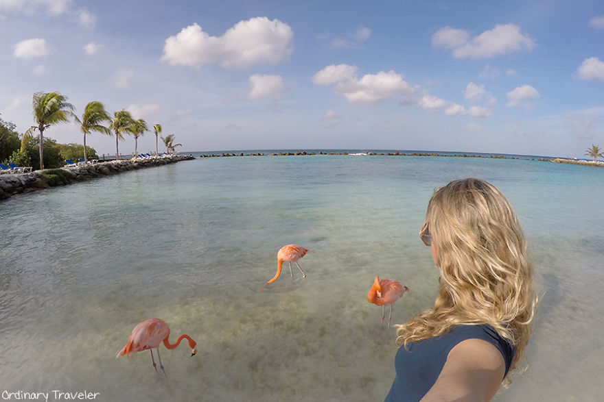 This Beach In Aruba Is Full Of Friendly Pink Flamingos
