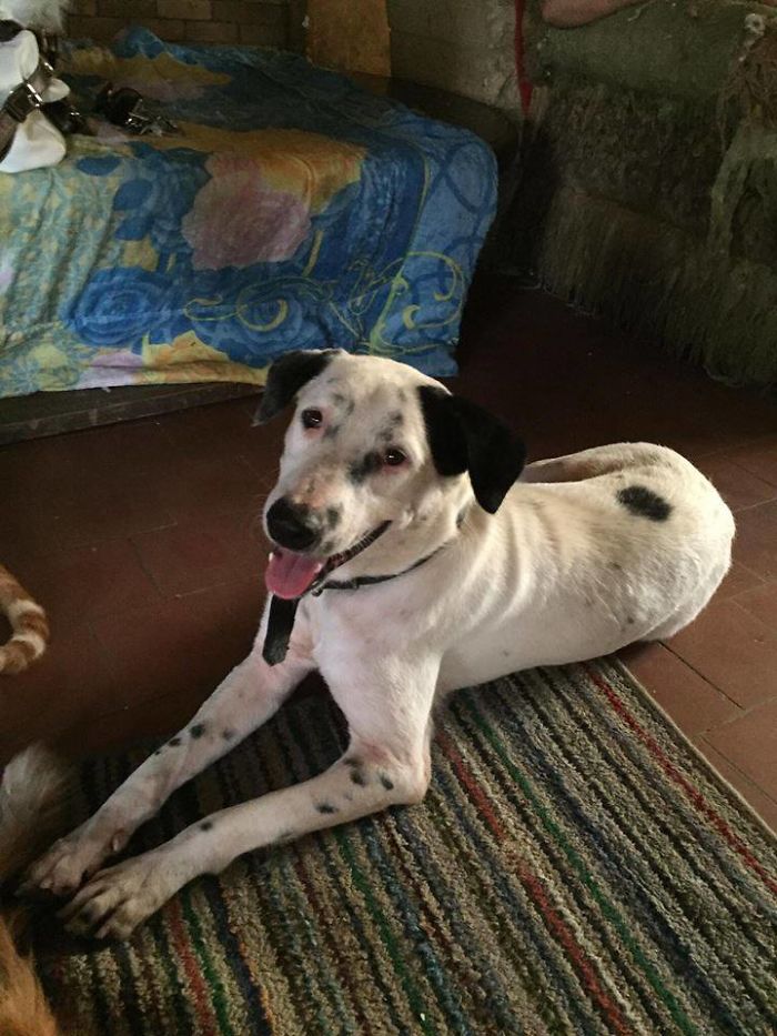 This Dog Nearly Died On The Streets Of Egypt Until He Was Rescued And Brought To Canada