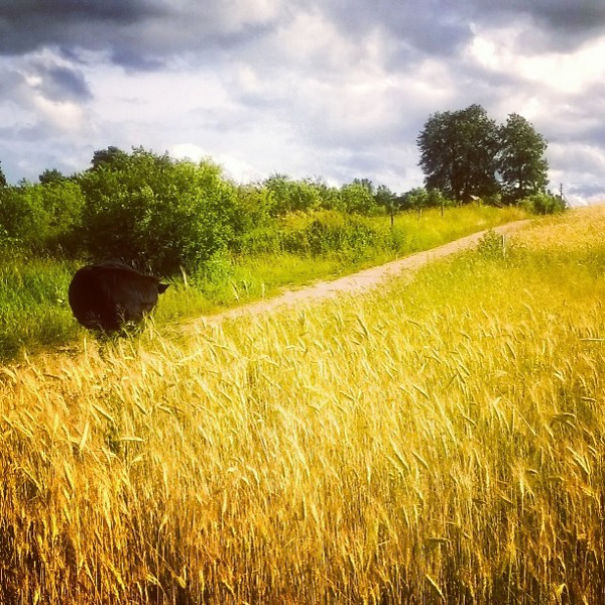 I Capture The Beauty Of Rural Lithuania (And Sometimes My Cat) With A Crappy Camera
