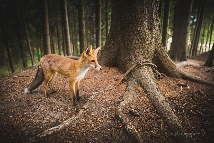 I Documented My Encounter With Fantastic Mr. Fox