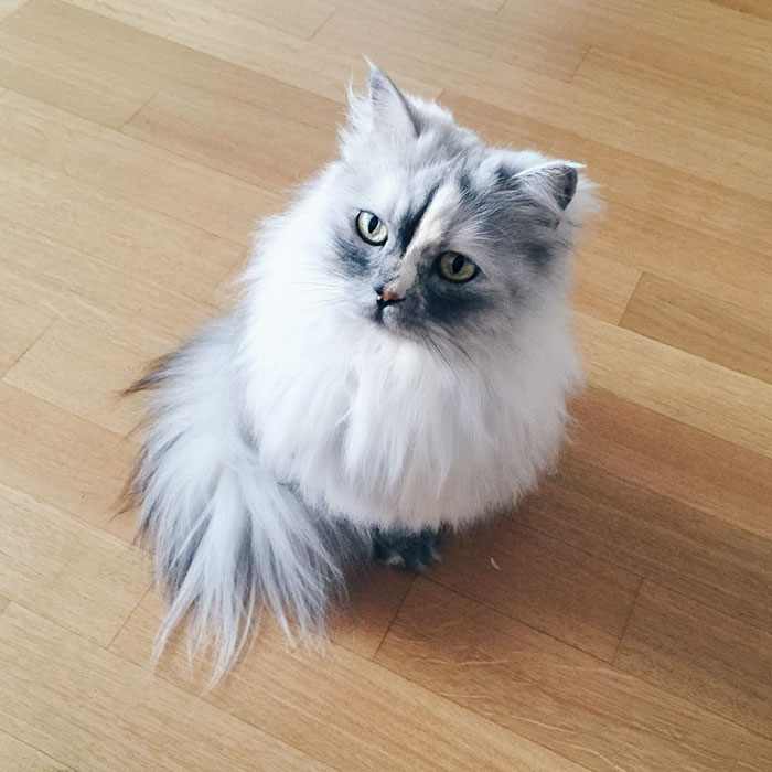 Meet Alice, An Adopted Cat With The World's Most Beautiful Marble Fur