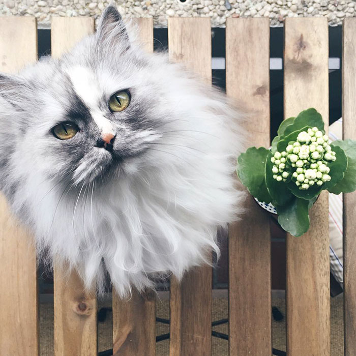 Meet Alice, An Adopted Cat With The World’s Most Beautiful Marble Fur