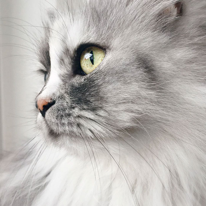 Meet Alice, An Adopted Cat With The World's Most Beautiful Marble Fur