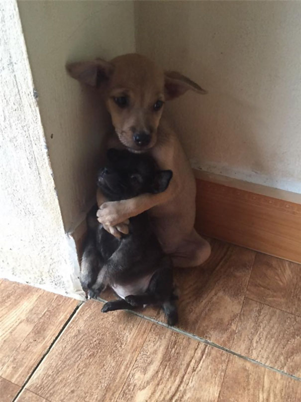 Stray Puppies Won't Stop Hugging Each Other Since They Were Rescued