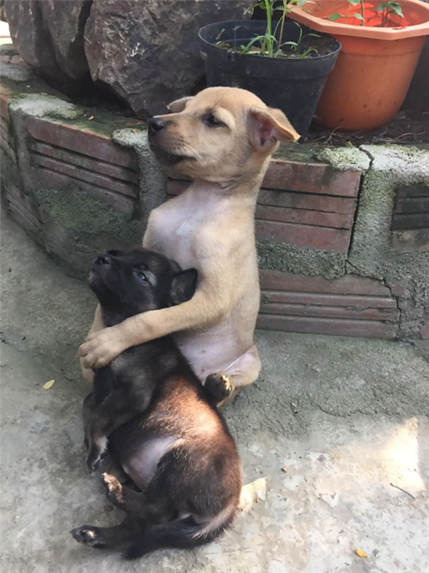 adopted-dogs-cuddle-buddhist-nuns-china-6