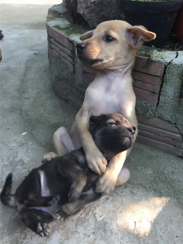 Stray Puppies Won't Stop Hugging Each Other Since They Were Rescued