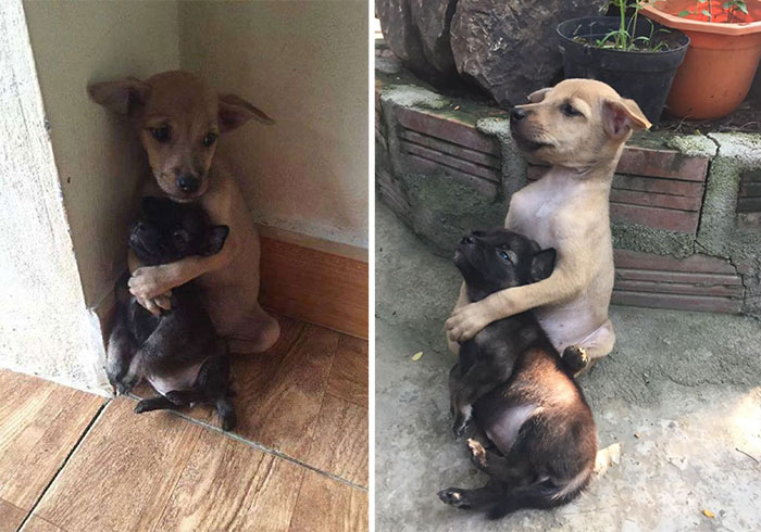 Stray Puppies Won’t Stop Hugging Each Other Since They Were Rescued