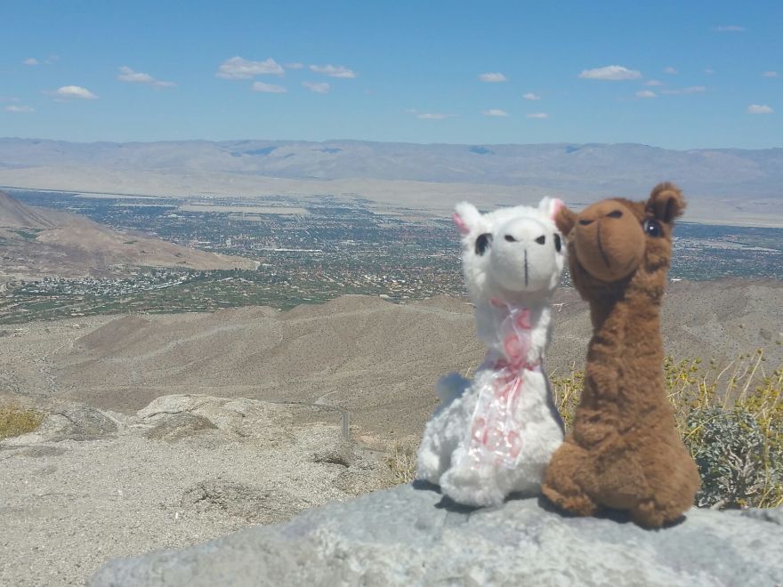 Jax And Lovey Share Alpaca Adventures