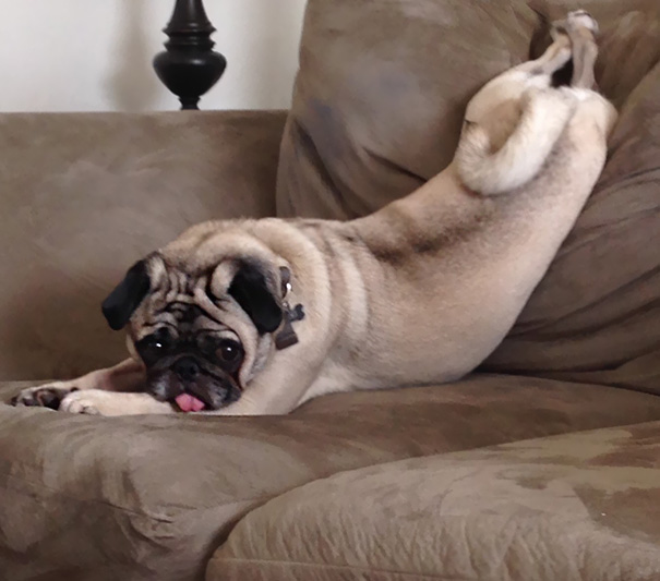 Pug Sofa Yoga. I Assume This Is Downward Facing Dog