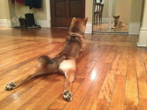 Yoga Dog. He's A Regular Copycat