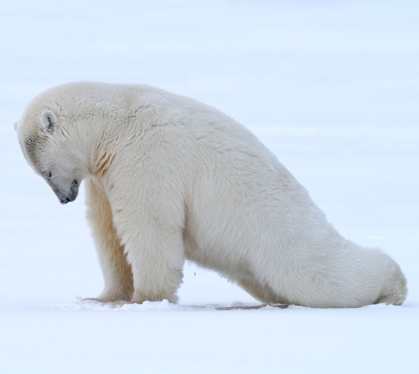 Polar Bear Plank