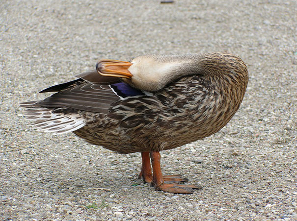 Impressive Pose, Duck