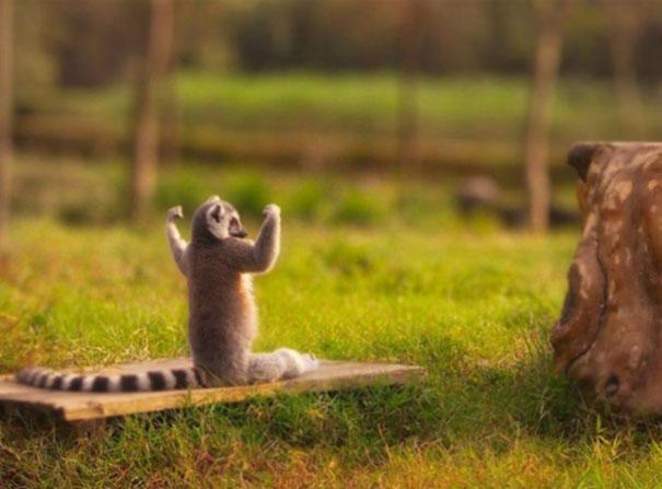 Lemur Doing Yoga