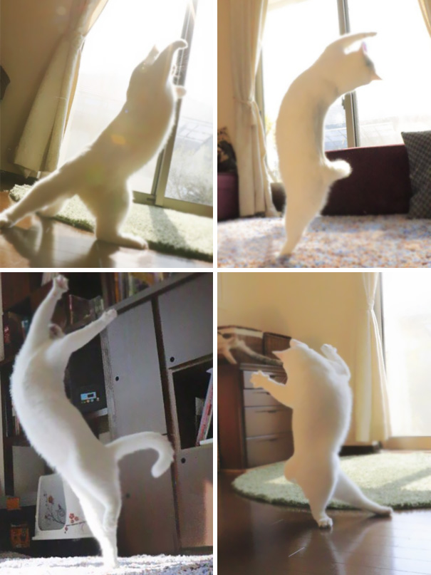 Behold: Yoga Cat