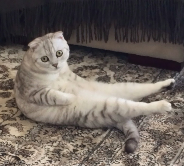 My Cat Is Learning Yoga