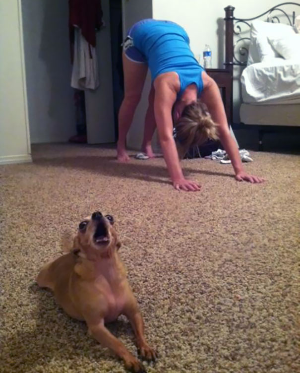 Our Derpy Dog Likes To Do Yoga Too
