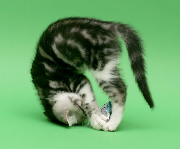 Forward Kitten Bend Pose