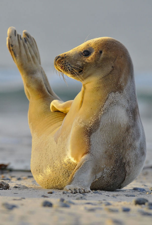 Seal Knows How Gate Yoga Pose Is Done