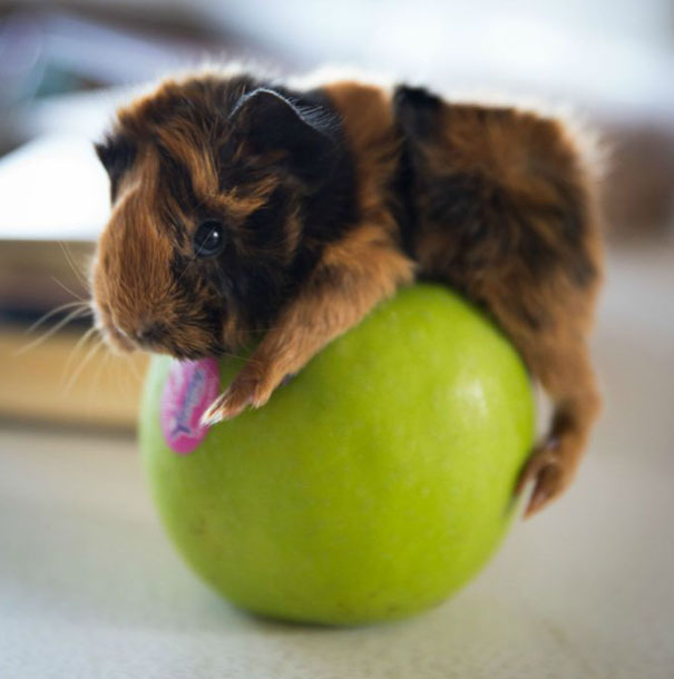 Guinea Pig Takes Yoga Ball Workout To The Next Level