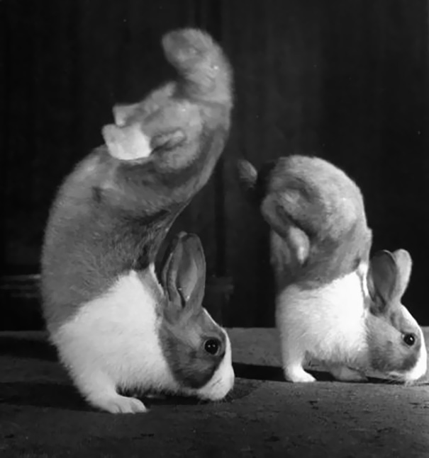 Rabbits Junior And Mr. Walker Famous For Their Handstand