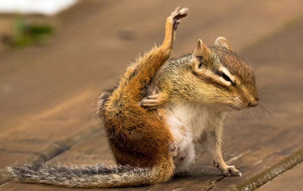 A Flexible Little Chipmunk Practices Her Yoga Moves