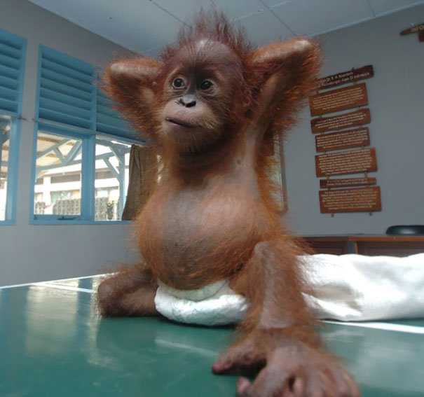 Seven Month Old Baby Orangutan Morning Yoga