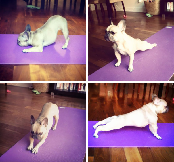 My Dog Recently Picked Up Yoga