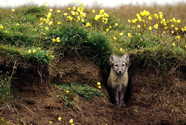 arctic-foxes-grow-garden-alaska-2
