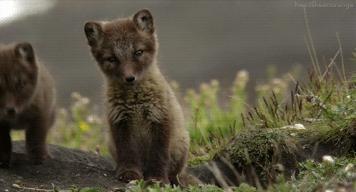 arctic-foxes-grow-garden-alaska-3